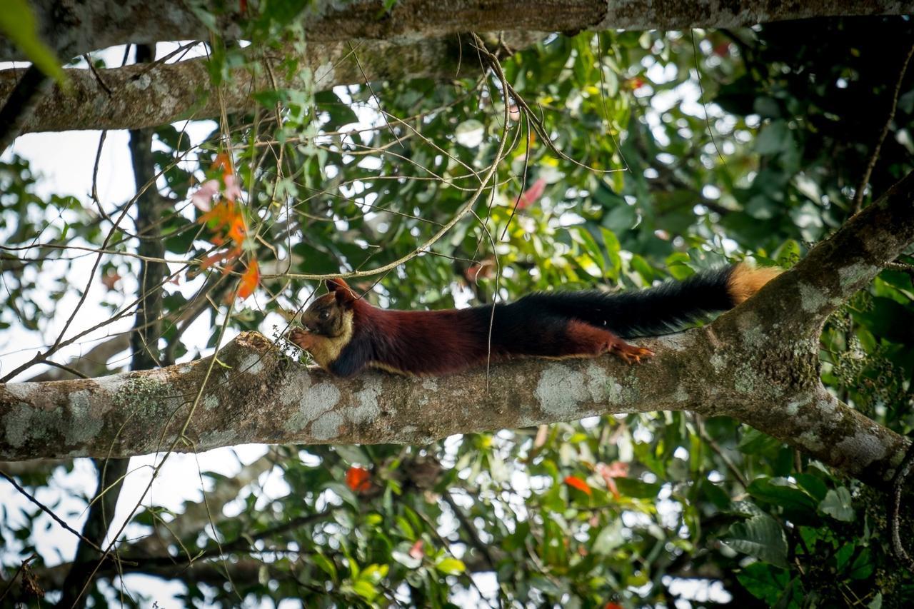 Wild Planet Jungle Resort Devala Bagian luar foto